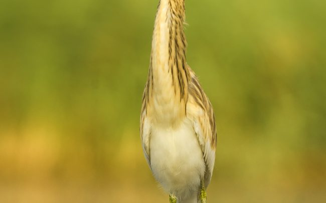 Čaplička vlasatá (Ardeola ralloides), Žitný ostrov