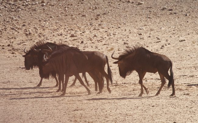 Pakôň pásavý (Connochaetes taurinus), Kgalagadi Transfrontier Park, púšť Kalahari, Južná Afrika
