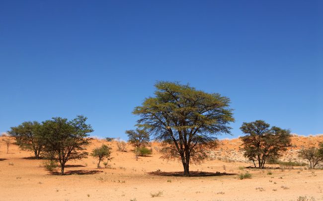 Kalahári sivatag, Kgalagadi Transfrontier Park, Dél-Afrika