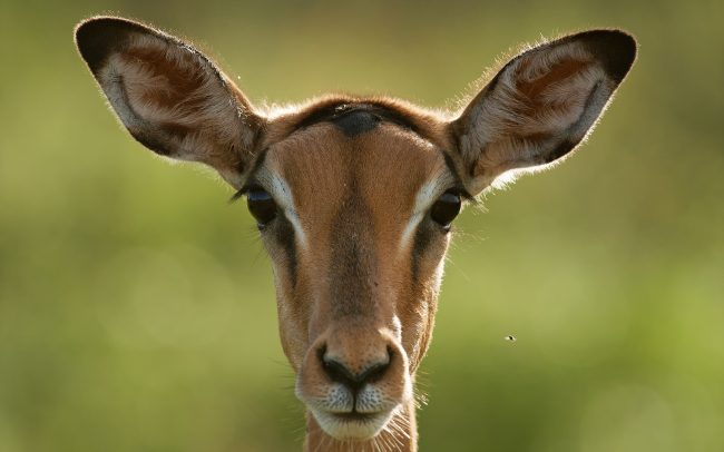 Impala (Aepyceros melampus), Kruger Nemzeti Park, Dél-Afrika