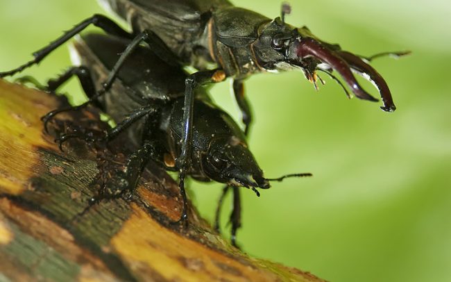 Roháč obyčajný (Lucanus cervus), Žitný ostrov