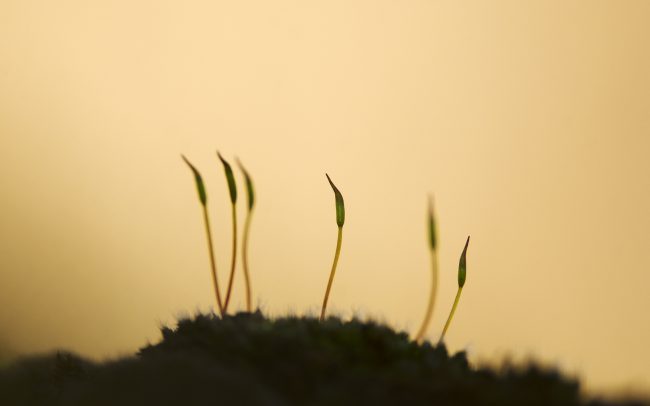 Mohák (Bryophyta), Duna menti erdők Tájvédelmi Körzet, Csallóköz