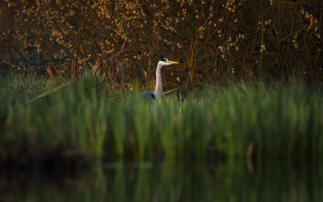 Volavka popolavá (Ardea cinerea), Žitný ostrov