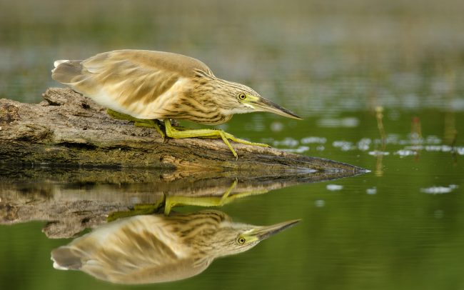 Čaplička vlasatá (Ardeola ralloides), Žitný ostrov