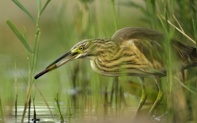 Čaplička vlasatá (Ardeola ralloides), Žitný ostrov