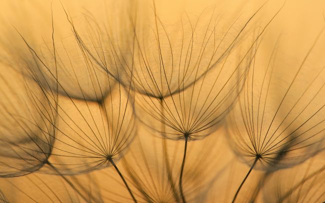 Bakszakáll (Tragopogon orientalis), Duna menti erdők Tájvédelmi Körzet, Csallóköz