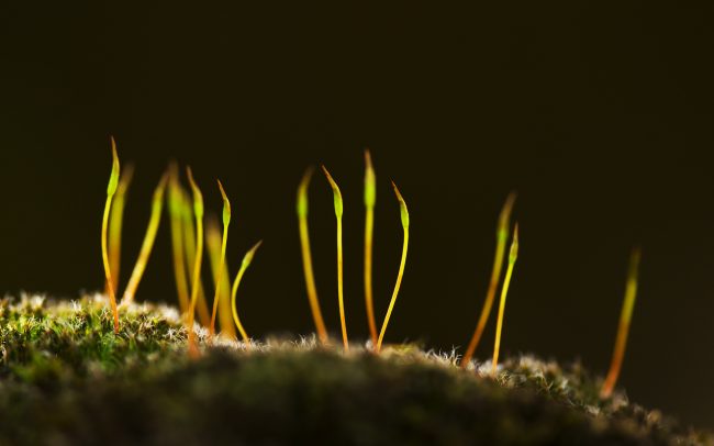 Mohák (Bryophyta), Duna menti erdők Tájvédelmi Körzet, Csallóköz
