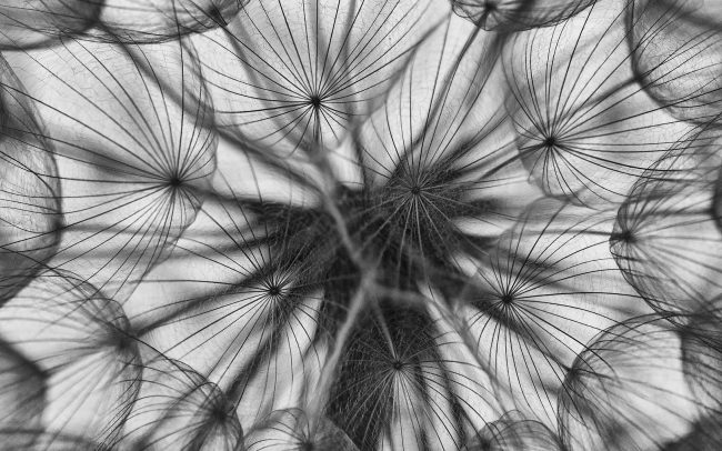 Bakszakáll (Tragopogon orientalis), Duna menti erdők Tájvédelmi Körzet, Csallóköz