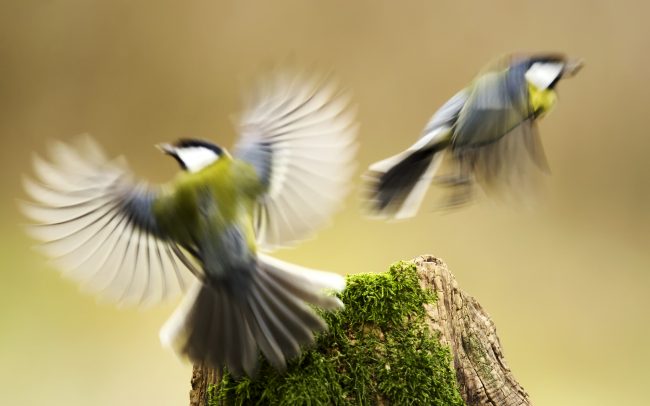 Sýkorka veľká (Parus major), CHKO Dunajské luhy, Žitný ostrov