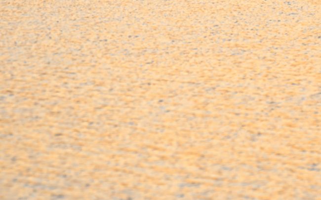 Búbos vöcsök (Podiceps cristatus), Csallóköz