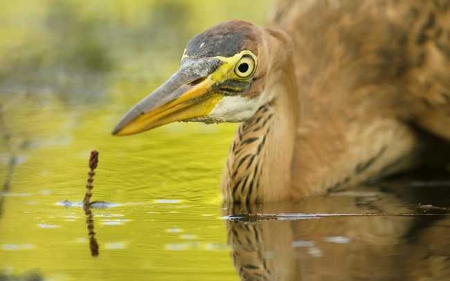 Volavka purpurová (Ardea purpurea), Žitný ostrov