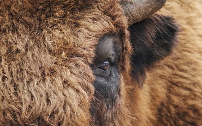 Zubor lesný (Bison bonasus), Zubria zvernica Topoľčianky, Slovensko