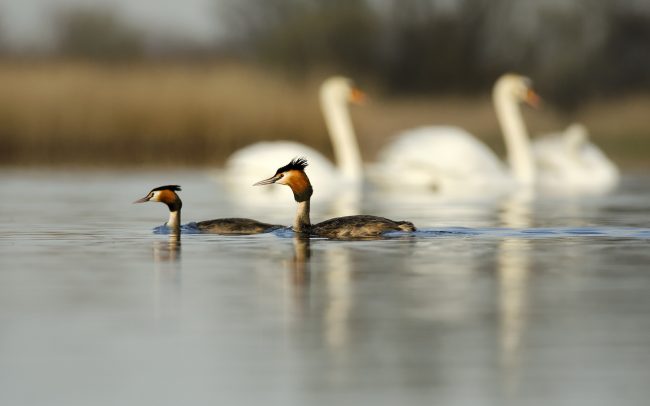 Búbos vöcsök (Podiceps cristatus), Csallóköz