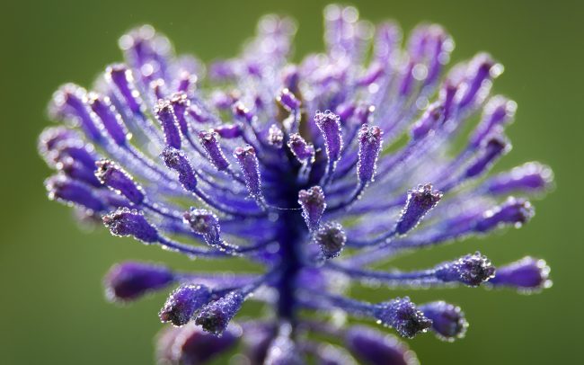 Üstökös gyöngyike (Muscari comosum), Csallóköz