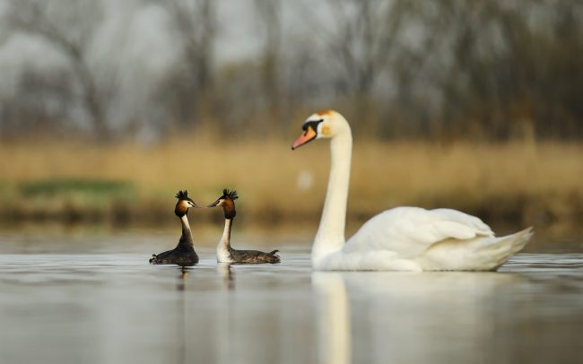 Búbos vöcsök (Podiceps cristatus), Csallóköz