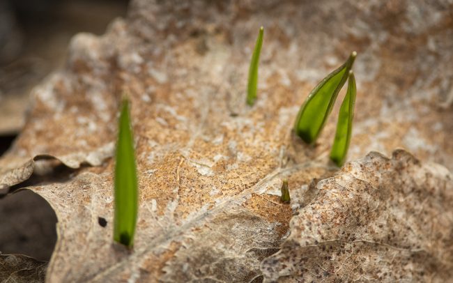 Áttörés, Duna menti erdők Tájvédelmi Körzet, Csallóköz