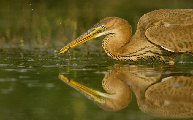 Volavka purpurová (Ardea purpurea), Žitný ostrov