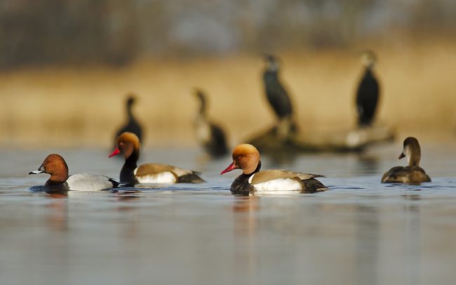 Üstökös réce, barátréce (balra) (Netta rufina, Aythya ferina), Csallóköz