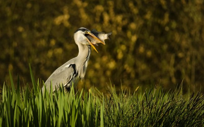 Volavka popolavá (Ardea cinerea), Žitný ostrov