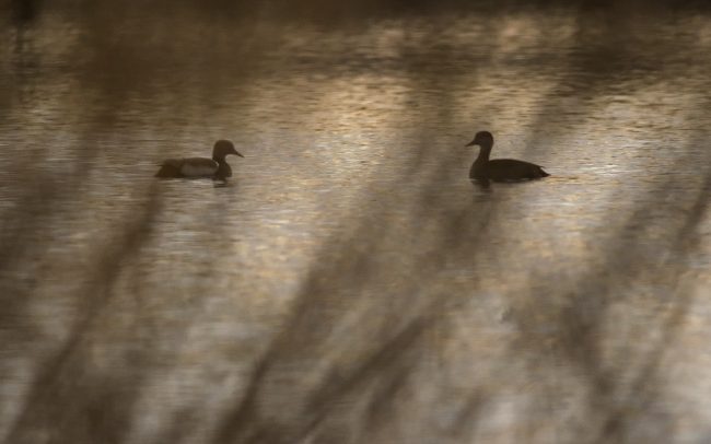 Üstökös réce (Netta rufina), Csallóköz