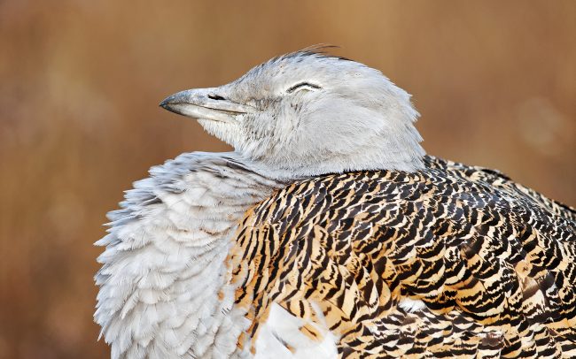 Túzok (Otis tarda), Dévaványa, Magyarország