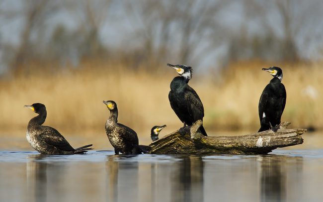 Nagy kárókatona (Phalacrocorax carbo), Csallóköz