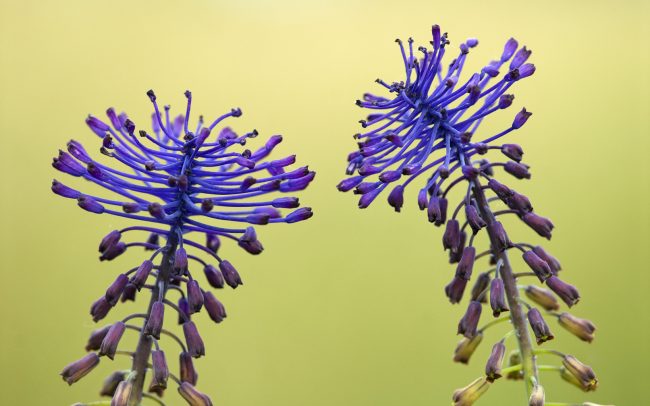 Leopoldia chochlatá (Muscari comosum), Žitný ostrov