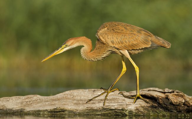 Volavka purpurová (Ardea purpurea), Žitný ostrov