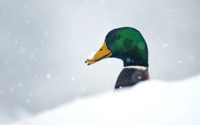 Kačica divá (Anas platyrhynchos), Žitný ostrov