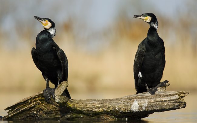 Nagy kárókatona (Phalacrocorax carbo), Csallóköz