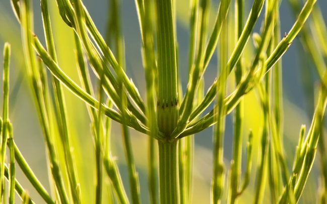 Praslička roľná (Equisetum palustre), Žitný ostrov