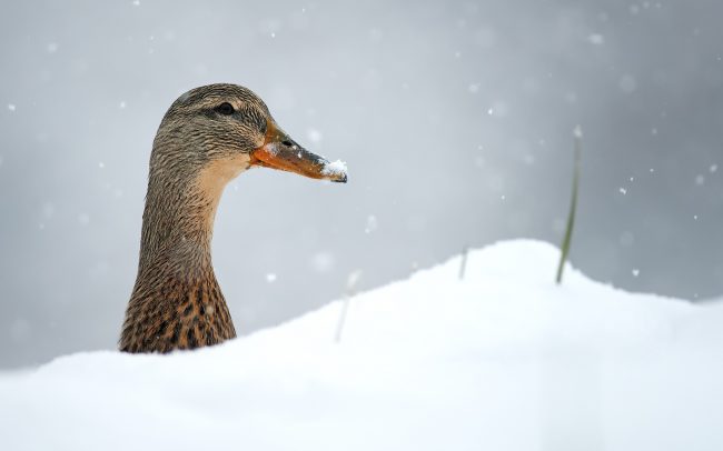 Kačica divá (Anas platyrhynchos), Žitný ostrov
