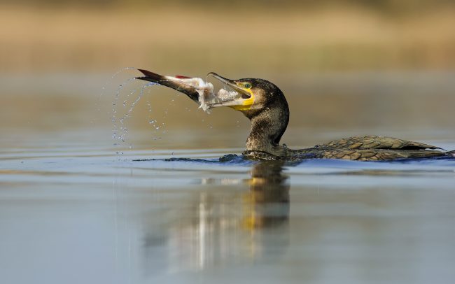 Nagy kárókatona (Phalacrocorax carbo), Csallóköz