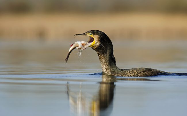 Nagy kárókatona (Phalacrocorax carbo), Csallóköz