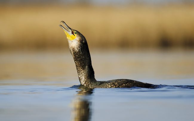 Nagy kárókatona (Phalacrocorax carbo), Csallóköz