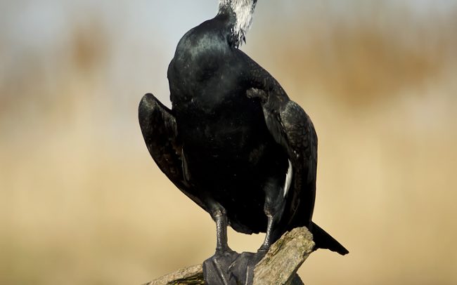 Kormorán veľký (Phalacrocorax carbo), Žitný ostrov