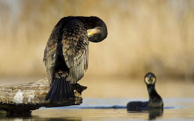 Nagy kárókatona (Phalacrocorax carbo), Csallóköz