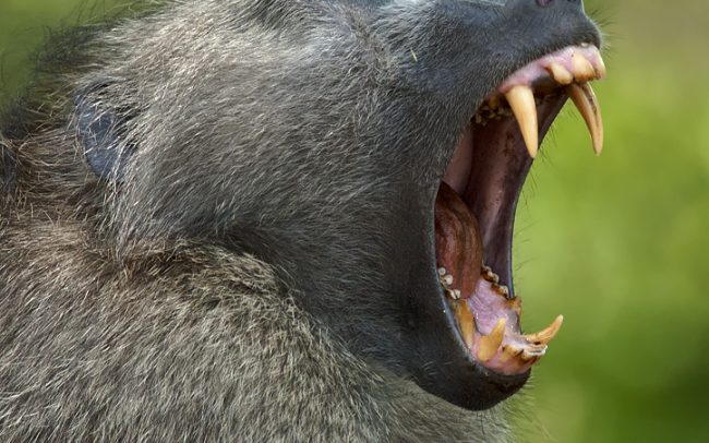 Pavián čakma (Papio ursinus), Národný park Kruger, Južná Afrika