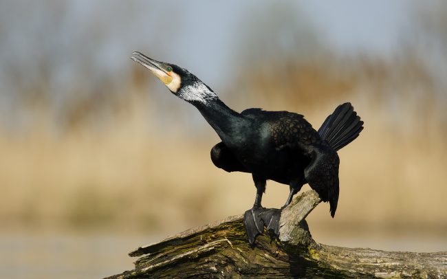 Nagy kárókatona (Phalacrocorax carbo), Csallóköz