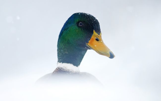 Kačica divá (Anas platyrhynchos), Žitný ostrov