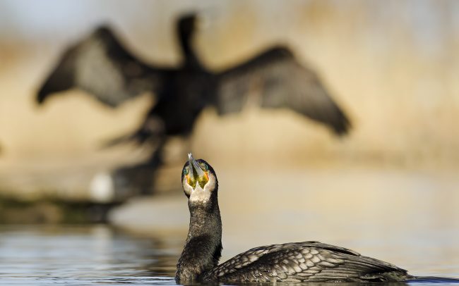Nagy kárókatona (Phalacrocorax carbo), Csallóköz