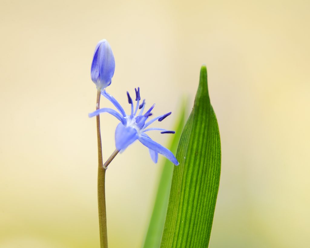 Scila dvojlistá (Scilla bifolia), Žitný ostrov