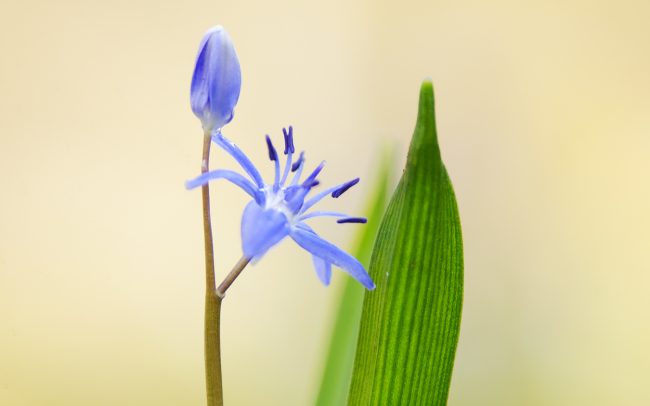 Scila dvojlistá (Scilla bifolia), Žitný ostrov