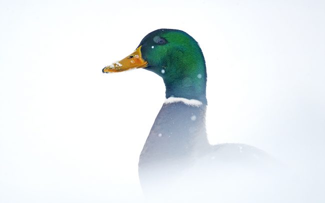 Kačica divá (Anas platyrhynchos), Žitný ostrov