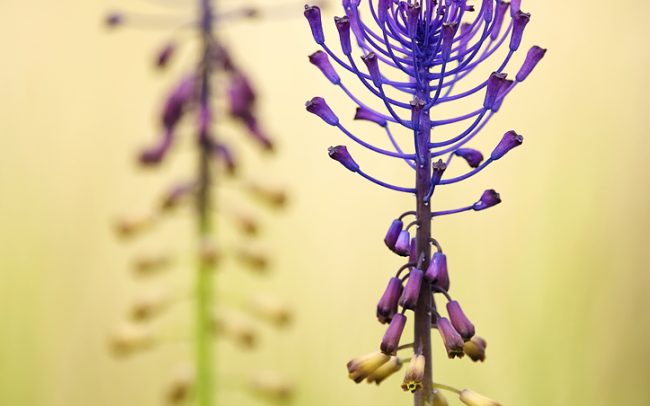 Üstökös gyöngyike (Muscari comosum), Csallóköz