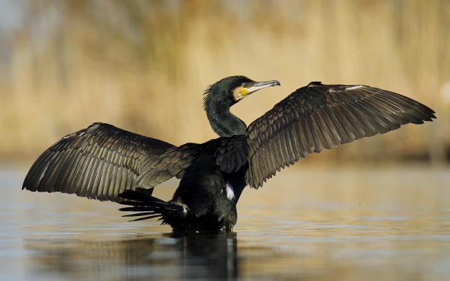 Nagy kárókatona (Phalacrocorax carbo), Csallóköz