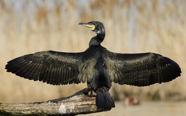 Kormorán veľký (Phalacrocorax carbo), Žitný ostrov