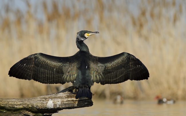 Nagy kárókatona (Phalacrocorax carbo), Csallóköz