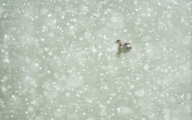 Potápka malá (Tachybaptus ruficollis), Žitný ostrov