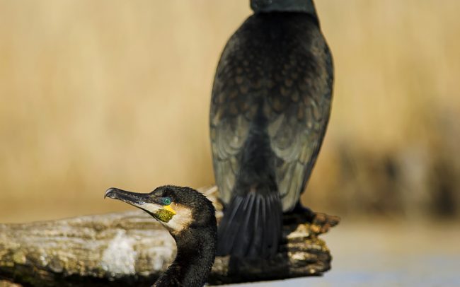Nagy kárókatona (Phalacrocorax carbo), Csallóköz